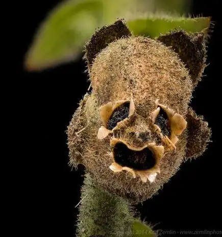 金鱼草须知美女百年之后化为白骨呐