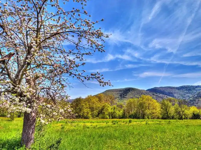 首页 自然和风景 春天 田,山,苹果树,春天,天空 壁纸 / 1920x1440