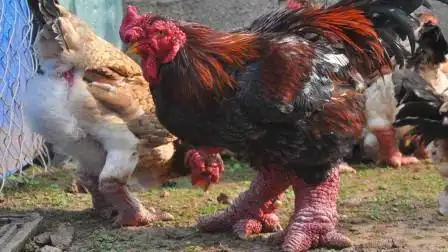 长相如此"恐怖"的鸡,却卖出了天价?这种鸡你见过吗?