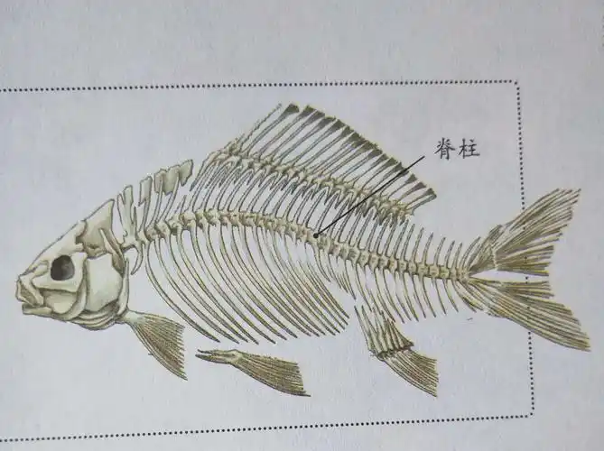 鱼的脊柱骨组成了脊柱.