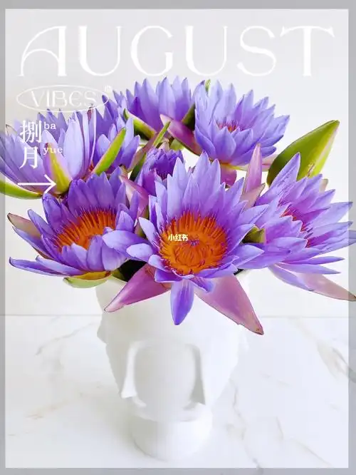 贵族血统蓝色血液的正宗埃及蓝莲花