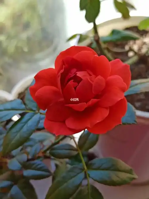 这次火热巧克力赢麻了,对比最后一张夏花,秋花简直凭实力貌美#月季