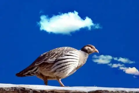 天山雪鸡养殖技术?