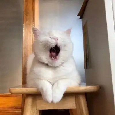 可爱小猫咪卖萌头像