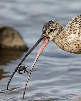 长嘴鸟,杓鹬,抓住,螃蟹,蒙特利半岛,抓,鸟嘴
