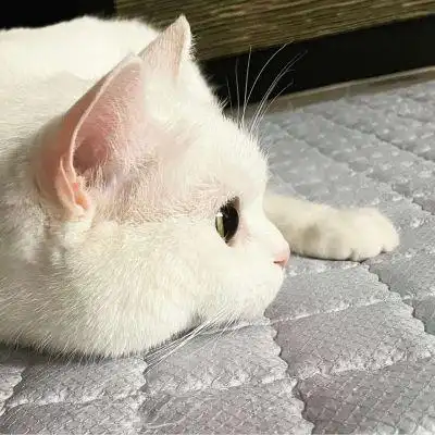 甜酷有个性萌宠小猫头像合集 超级萌超级可爱卡哇伊的小猫头像_动物