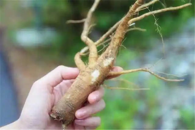 除此之外,把商陆的根捣碎外敷,还可以治疗痈肿疮毒等疾病,同时它还