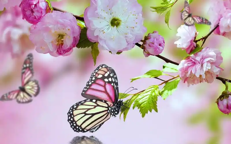 唯美梦幻的蝴蝶明星图片