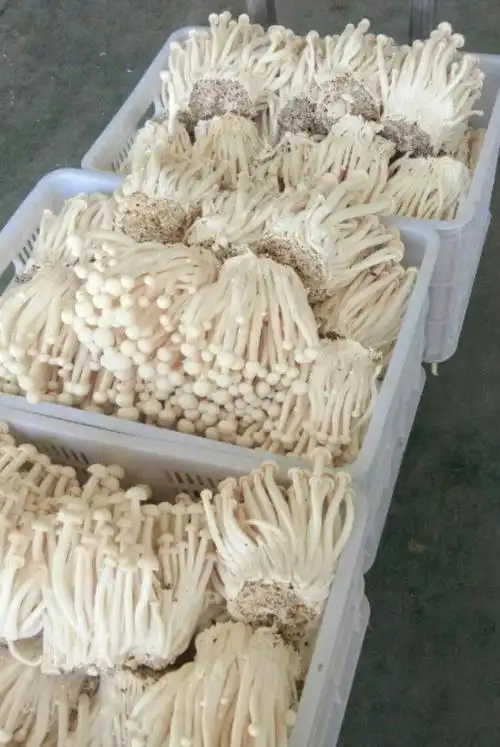 [白金针菇批发]白金针菇 未开伞 1.5cm以下 13cm~15cm 一级 价格2元/