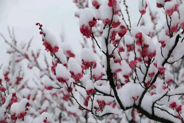 白雪盖不住冬日里腊梅枝头的朵朵火般的热情,毅然绽放出阵阵芬芳.