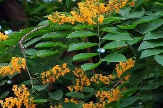 小叶紫檀花的寓意