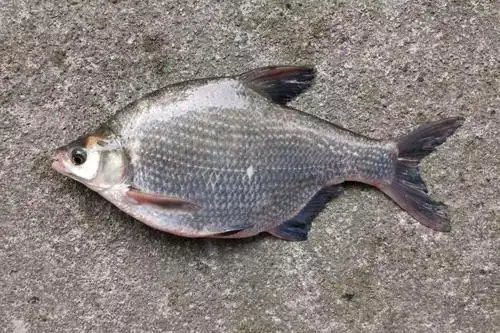 三角鲂水槽式高效养殖技术