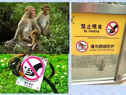 大班动物园标志ppt