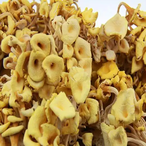 黄金菇榆黄蘑黄金菇金鼎菇干货特产酒店原材料图片