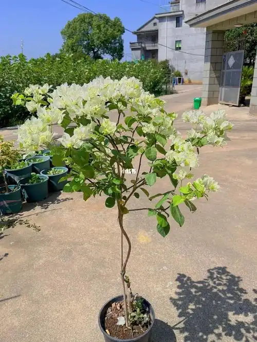 清新雅致洁白如雪三角梅白雪公主是我的菜