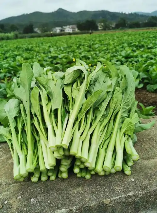 春光岛【顺丰】连州迟菜心 广东省清远连州特产清甜爽口 省内产地直发