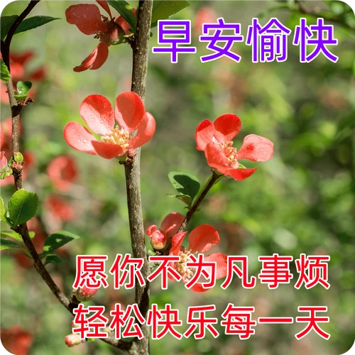 新版早安漂亮问候祝福图大全,祝愿幸福,清晨安康