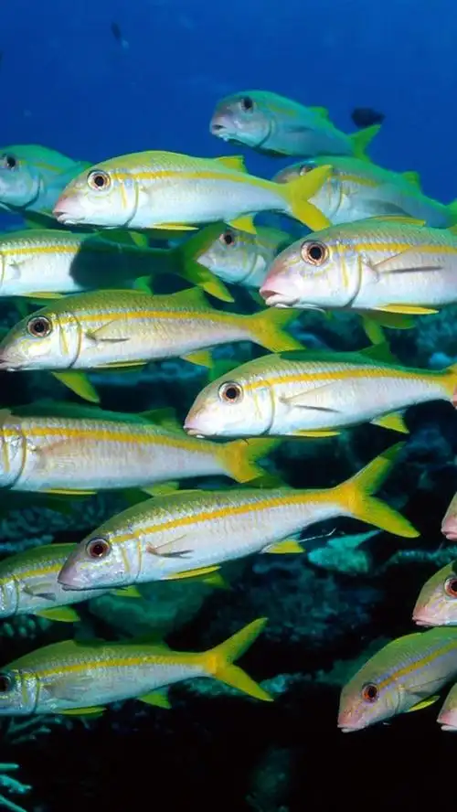 iphone 壁纸 海底世界成群结队的鱼群