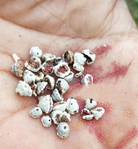 百香果龟蜡蚧怎么治龟蜡蚧如何进行药物防治