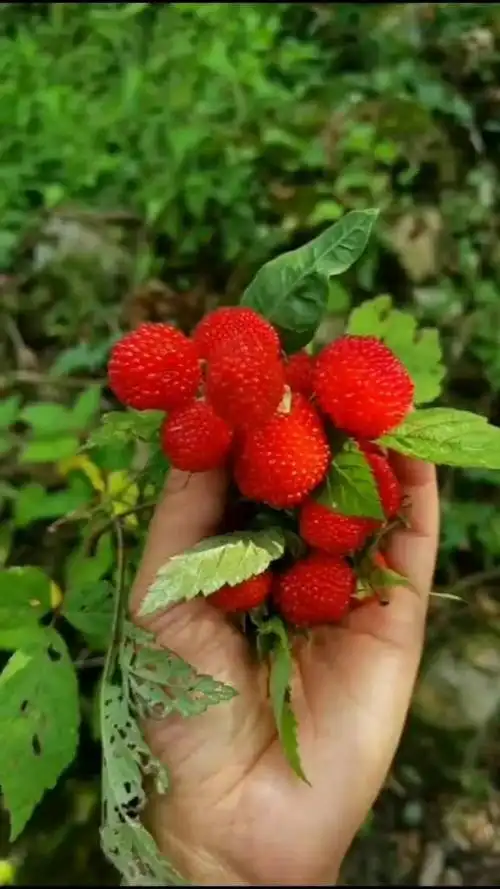 山里美味的野果子,小时候经常吃,吃起来酸酸甜甜的