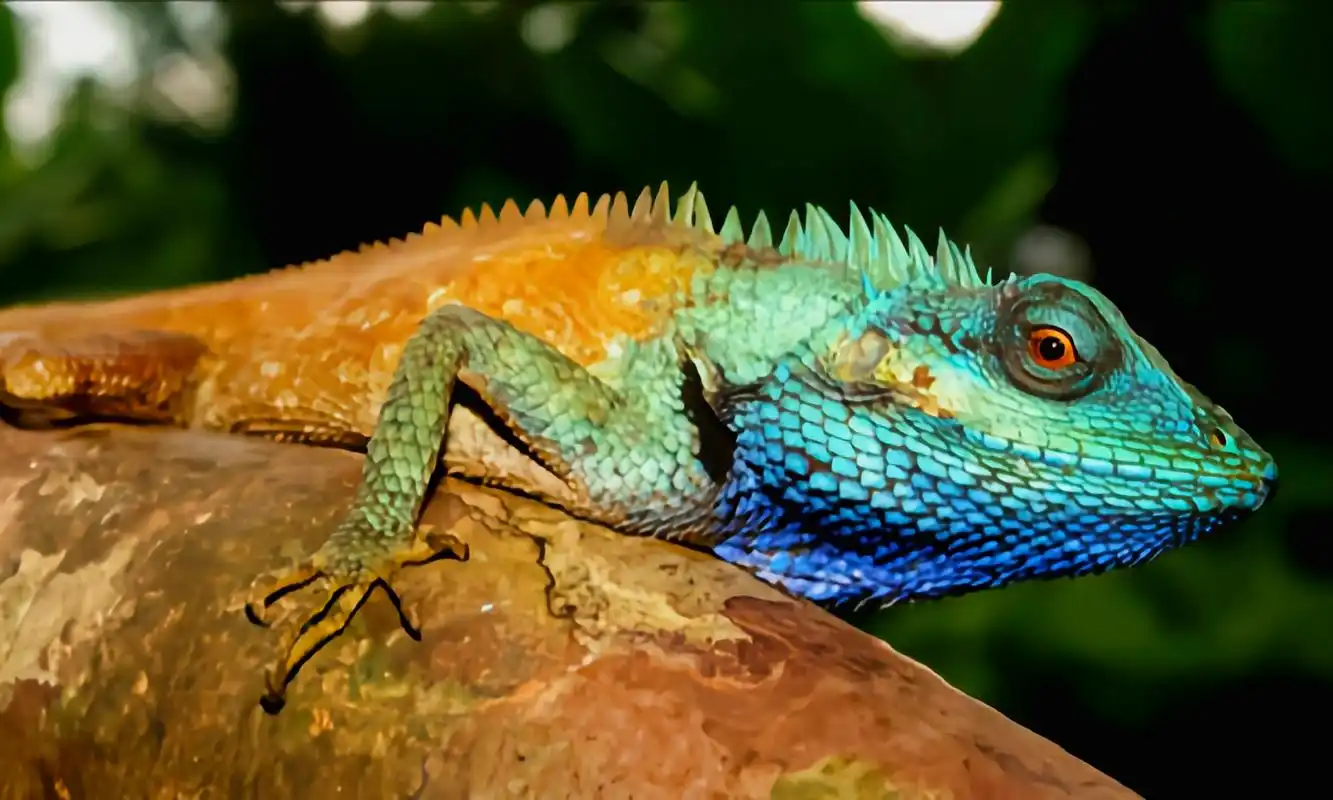 跨年创作挑战赛# 白唇树蜥别名箭鬓马,分布于缅甸,泰国,越南和中国