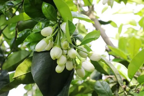 组图丨又到柚花盛开时林间红娘授粉忙