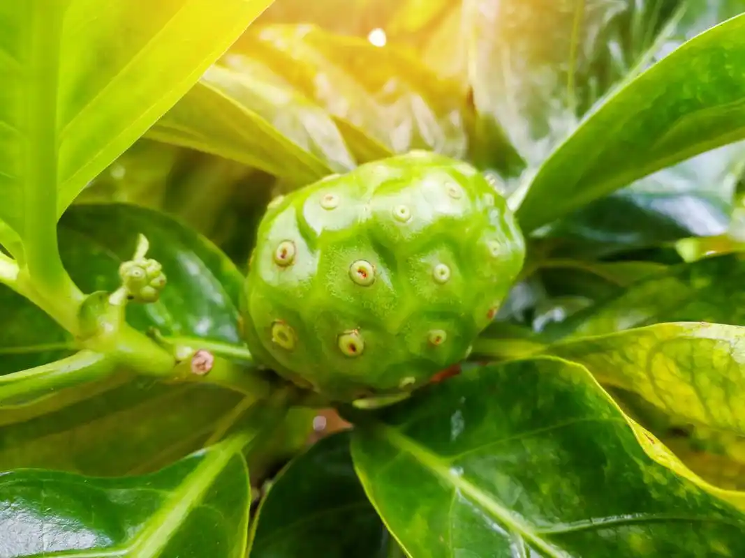 诺丽果——神奇的果子