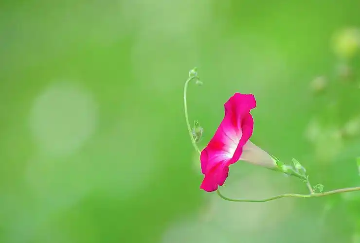 还有一组喇叭花