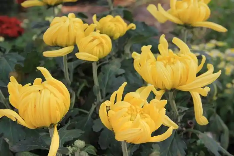 一年四季都盛开的菊花——长春菊