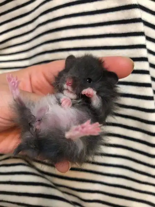 小黑熊卷毛妹妹58根09带走