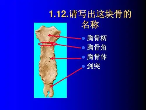 12.请写出这块骨的 名称 胸骨柄 胸骨角 胸骨体 剑突
