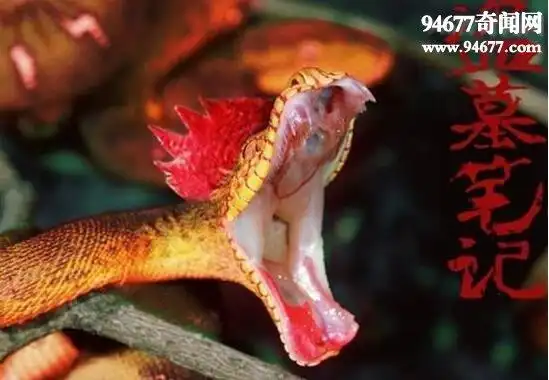 民间传说鸡冠蛇,会飞会说话与人争高低(咬中必死)