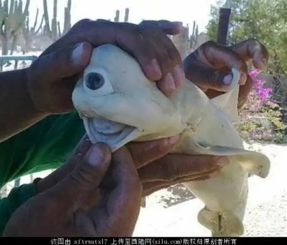 野猪遭核污染变异 盘点十大罕见变异动物