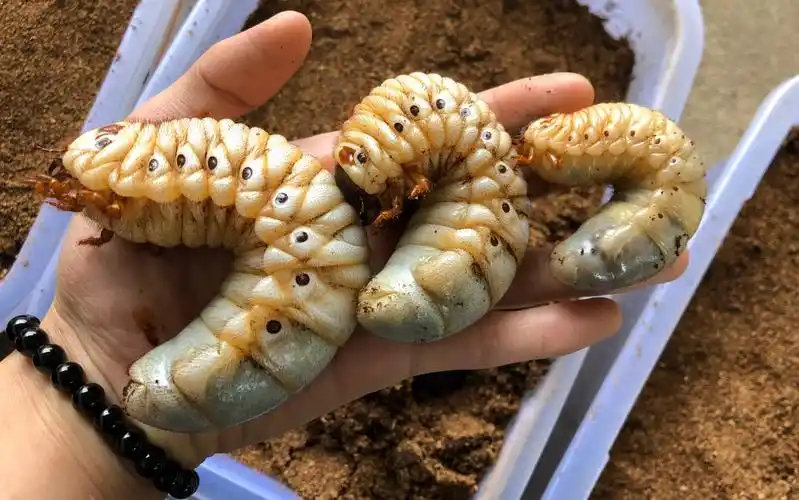 独角仙幼虫套餐二安置方法