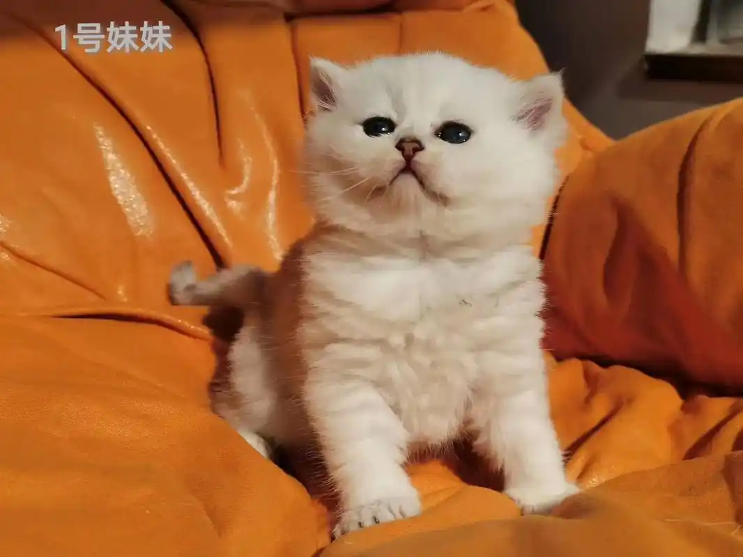 31天大的长毛银渐层,价格1200——1 - 抖音