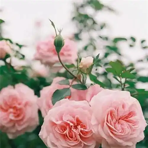 美丽鲜花头像图片大全 高清好看的唯美意境花朵微信头像_植物头像