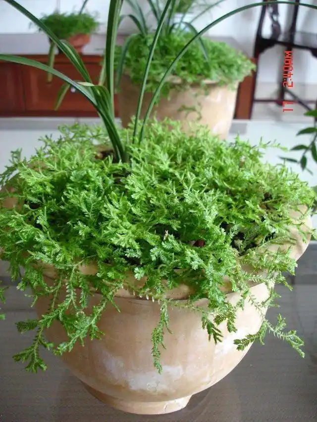 翠云草不开花也能很好看,靠这几个手段长得旺,满盆翠绿颜色