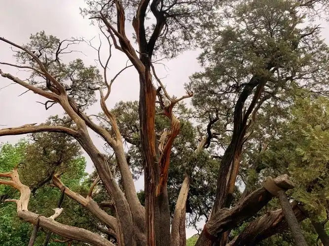 中国奇树(25) 密云九搂十八杈