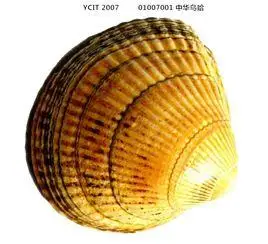 中文学名 鸟蛤 拉丁学名 cockle 别    称 界