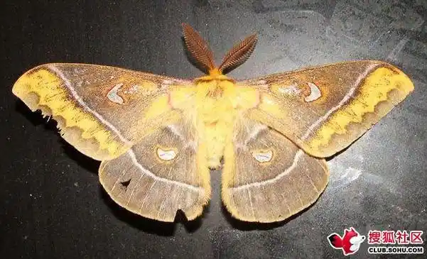 曲线透目天蚕蛾