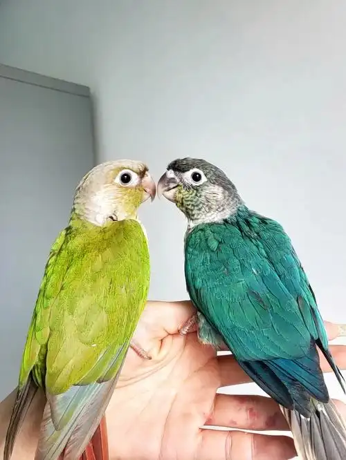 小太阳鹦鹉肉桂vs蓝化黄边