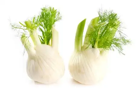 白色背景叶片的单个鲜茴香球照片