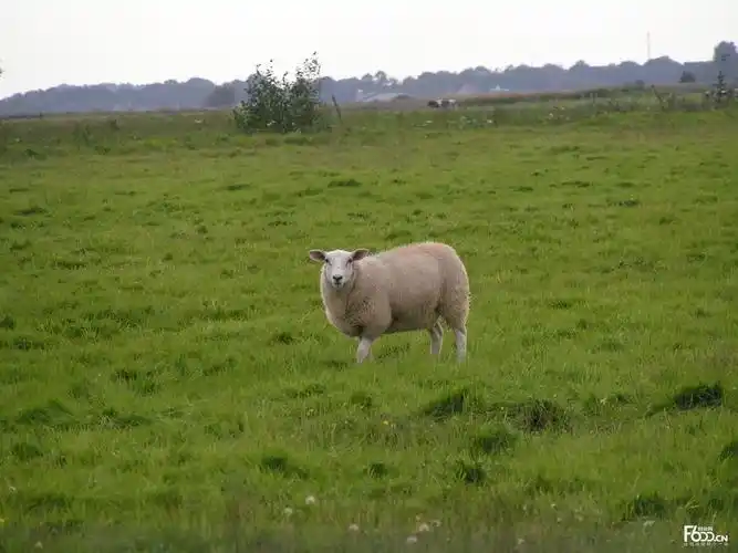 2017年肉羊养殖前景分析