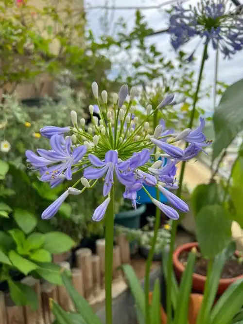 百子莲属于百子莲的夏天到啦