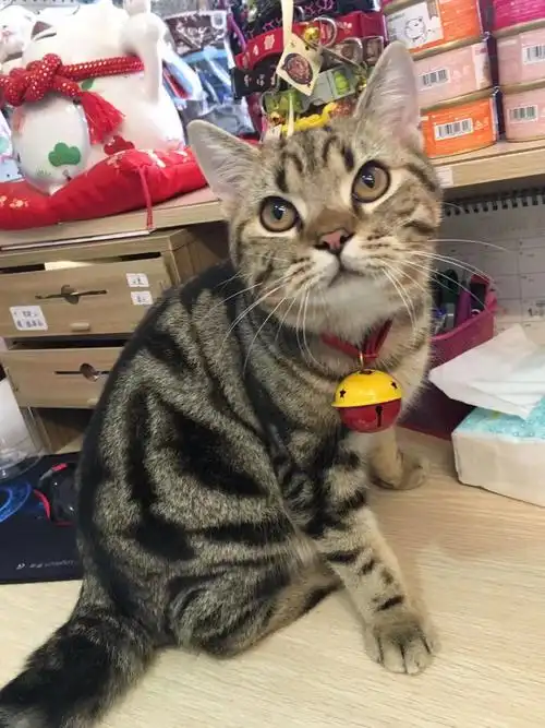 皮蛋妈妈在9月27号生了崽崽,在怀孕之前就在给他补营养,怀孕之后牛肉