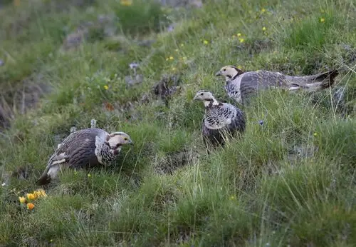 天山神鸟……暗腹雪鸡