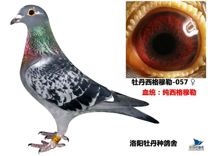 德国西格穆勒系057-洛阳牡丹种鸽舍-中信网爱鸽商城