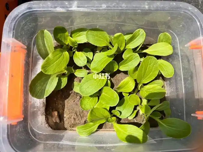 记录种菜过程10