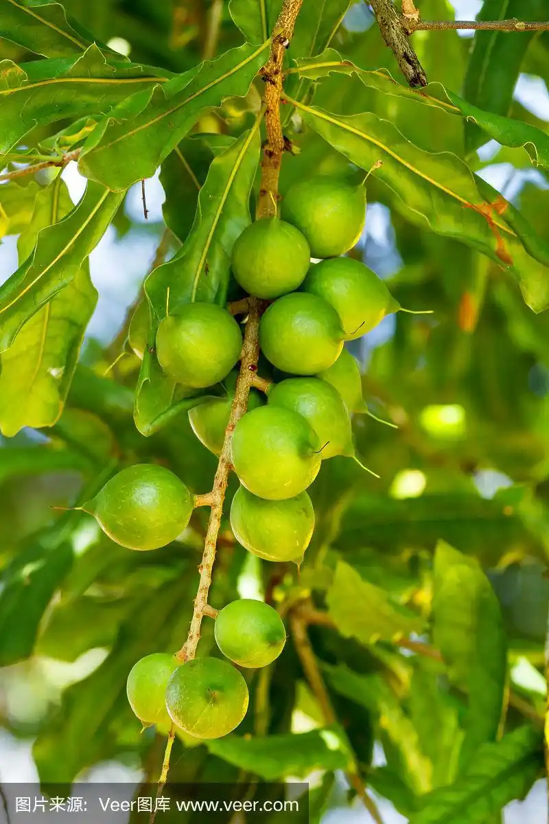 树上的澳洲坚果