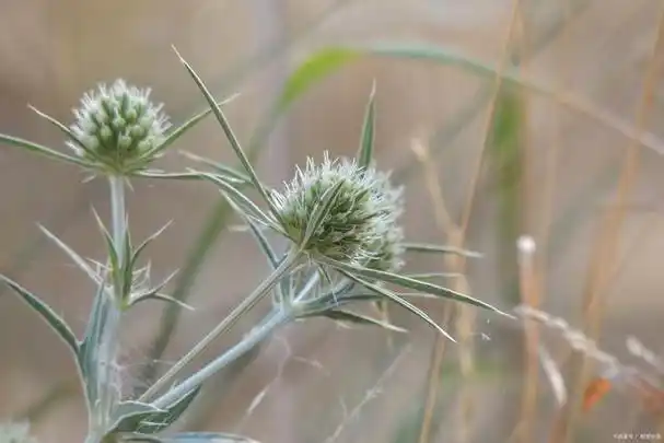 羊胡子草:美丽而实用的野生植物